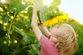 Preschooler boy walking in field of sunflowers. Child playing with big flower and having fun. Kid exploring nature. Baby having Royalty Free Stock Photo