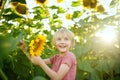 Preschooler boy walking in field of sunflowers. Child playing with big flower and having fun. Kid exploring nature. Baby having Royalty Free Stock Photo