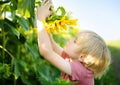 Preschooler boy walking in field of sunflowers. Child playing with big flower and having fun. Kid exploring nature. Activity for Royalty Free Stock Photo