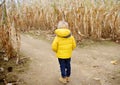 Preschooler child walking among the dried corn stalks in a corn maze Royalty Free Stock Photo