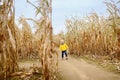 Preschooler child walking among the dried corn stalks in a corn maze Royalty Free Stock Photo