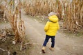 Preschooler child walking among the dried corn stalks in a corn maze Royalty Free Stock Photo