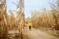 Preschooler child walking among the dried corn stalks in a corn maze Royalty Free Stock Photo