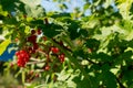 Red ripe currant ecologically clean weighs on a long branch in the country in the sun. sweet homemade berry. Royalty Free Stock Photo