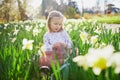 Preschooler girl sitting on the grass with yellow narcissi Royalty Free Stock Photo