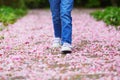 Preschooler girl walking in cherry blossom garden, path is covered by pipnk fallen petals and flowers Royalty Free Stock Photo