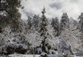 Prescott Arizona forest of Ponderosa Pines and Cedar after a winter snow storm