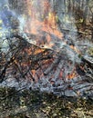 Prescribed Burn in Forest