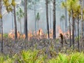 Prescribed Fire in Florida