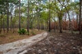 A prescribed burn in a Florida forest.