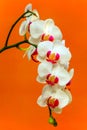 Presentation of white phalaenopsis blume orchids with orange background