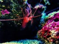Monaco Red Peppermint Shrimp - Lysmata seticaudata