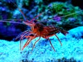 Monaco Red Peppermint Shrimp - Lysmata seticaudata