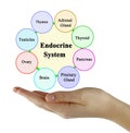 Components of Endocrine System