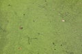 Preserved durian, Pond covered with green duckweed on an overcast day. Growing macroalgae - duckweed, durian paste cooking process Royalty Free Stock Photo