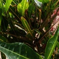 preserved flowers in the countryside