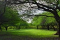 Preserved nature, beautiful natural environment where trees are surrounded by a carpet of fresh green grass. Royalty Free Stock Photo