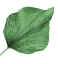  green preserved palm frond / leaf