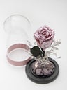 Preserved pink rose arrangement, everlasting flowers Royalty Free Stock Photo
