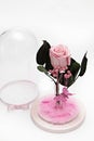 Preserved pink rose arrangement, everlasting flowers Royalty Free Stock Photo