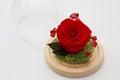 Preserved red rose arrangement, everlasting flowers Royalty Free Stock Photo