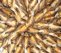 Preserving food - Top view of salted dried mullet fish arrange on bamboo wicker