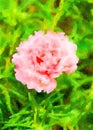 Watercolor of portulaca oleracea flower