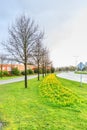 Roadside overgrown with grass and botanical daffodils