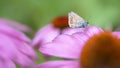 Presious and beautiful Common Blue Polyommatus icarus on on a Purple cone flower Echinacea purpurea in summer garden. Blurry g Royalty Free Stock Photo