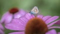 Presious and beautiful Common Blue Polyommatus icarus on on a Purple cone flower Echinacea purpurea in summer garden. Blurry g Royalty Free Stock Photo