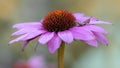 Presious and beautiful grasshopper on on a Purple cone flower Echinacea purpurea in summer garden. Blurry green and purple backg Royalty Free Stock Photo