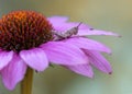 Presious and beautiful grasshopper on on a Purple cone flower Echinacea purpurea in summer garden. Blurry green and purple backg Royalty Free Stock Photo