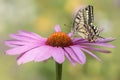 Presious and Beautiful Swallowtail butterfly Papilio machaon feeding on a Purple cone flower Echinacea purpurea. Blurry green Royalty Free Stock Photo