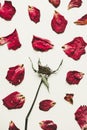 Press dried rose flower with petals, on white paper, vintage tone