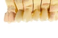 Pressed ceramic teeth Royalty Free Stock Photo