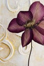 Pressed clematis flower Royalty Free Stock Photo