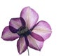 Pressed clematis flower