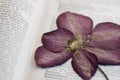 Pressed clematis flower Royalty Free Stock Photo