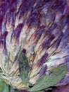 Pressed clover flower abstraction Royalty Free Stock Photo