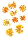 Pressed delicate chrysanthemum flowers and petals