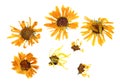 Pressed delicate chrysanthemum flowers and petals from the front