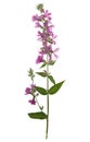 Pressed and dried bright flower purple loosestrife Royalty Free Stock Photo