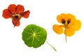 Pressed and dried brown, orange flowers nasturtium. Isolated Royalty Free Stock Photo