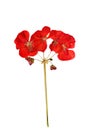 Pressed and dried bush with delicate red flower geranium (Pelargonium).