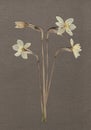 Pressed and dried daffodils. White narcissus. Vintage herbarium background on textured gray paper. Scanned image.