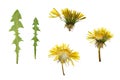 Pressed and dried dandelion flower and dandelion leaves. Royalty Free Stock Photo