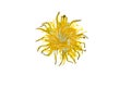 Pressed and dried dandelion flower. Isolated on a white background. Royalty Free Stock Photo