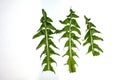 Pressed and dried dandelion leaves set isolated on a white background Royalty Free Stock Photo