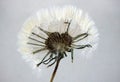 Pressed and dried dandelion Royalty Free Stock Photo