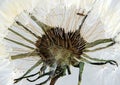 Pressed and dried dandelion Royalty Free Stock Photo